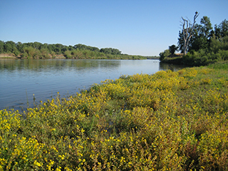 Rio Vista upper transect